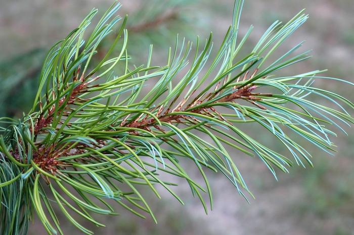 Pinus Koraiensis Oculus Draconis - View 6 from www redcrocus com