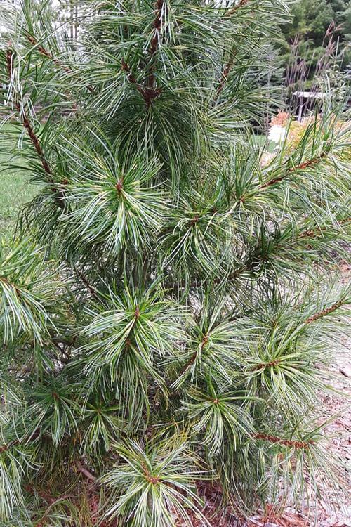 Pinus Koraiensis Oculus Draconis - View 7 from www redcrocus com