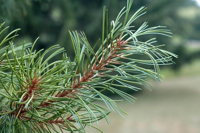 Pinus Koraiensis Oculus Draconis - View 8 from www redcrocus com