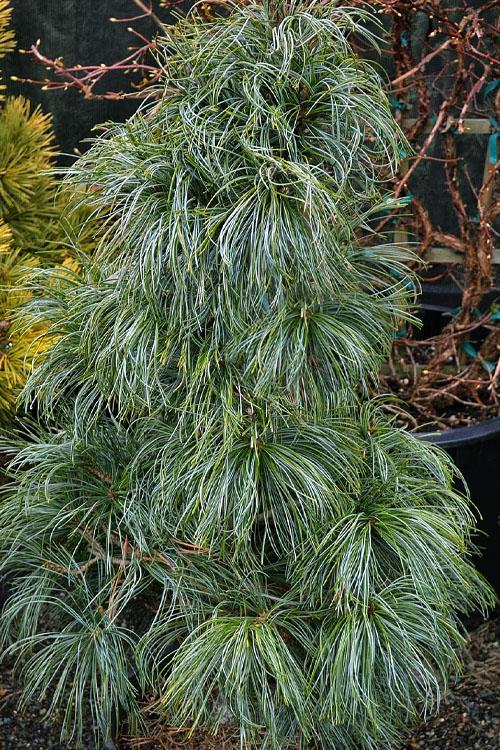 Pinus Koraiensis Oculus Draconis - View 9 from www redcrocus com