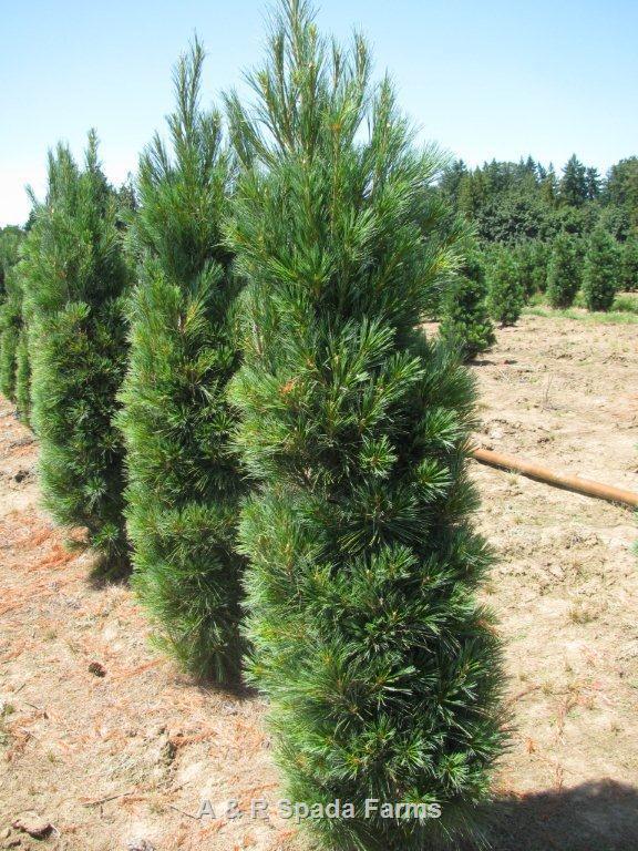 Pinus Strobus 'fastigiata' - View 9 from www redcrocus com