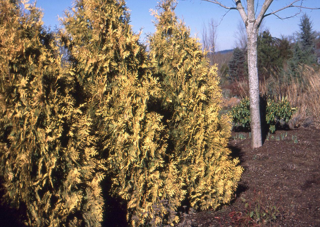 Thuja Occidentalis 'yellow Ribbon' - View 11 from www redcrocus com