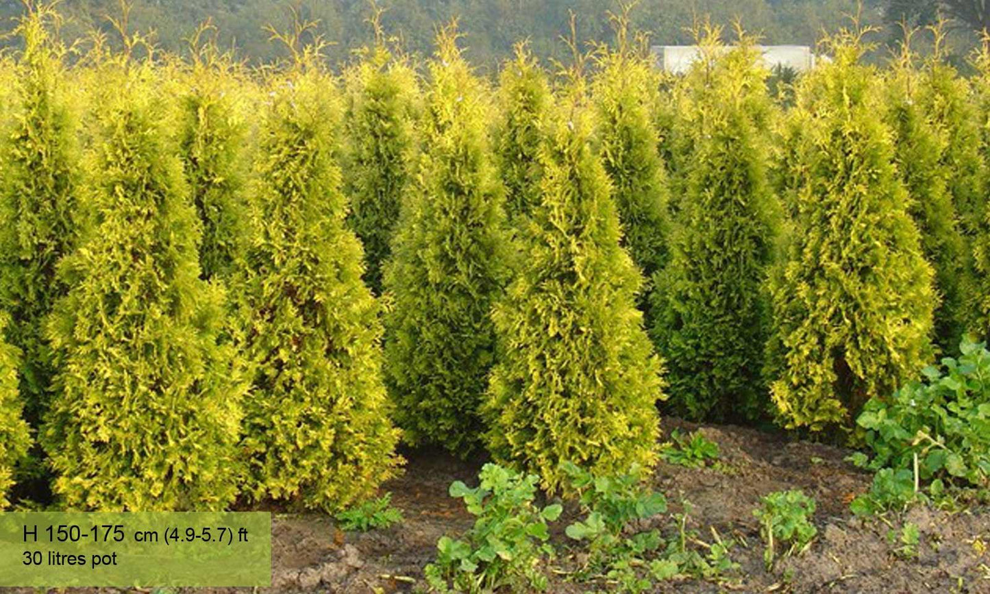 Thuja Occidentalis 'yellow Ribbon' - View 12 from www redcrocus com