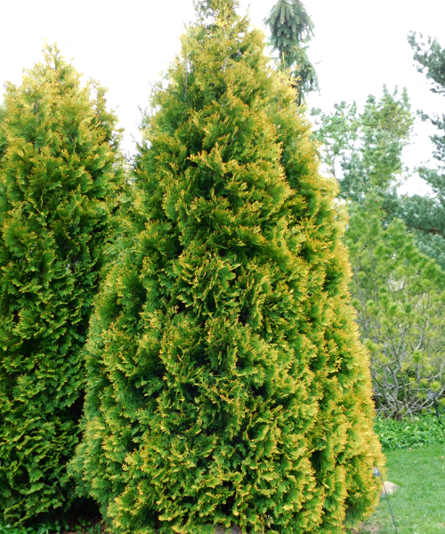 Thuja Occidentalis 'yellow Ribbon' - View 14 from www redcrocus com
