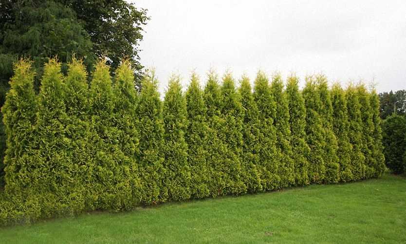 Thuja Occidentalis 'yellow Ribbon' - View 20 from www redcrocus com