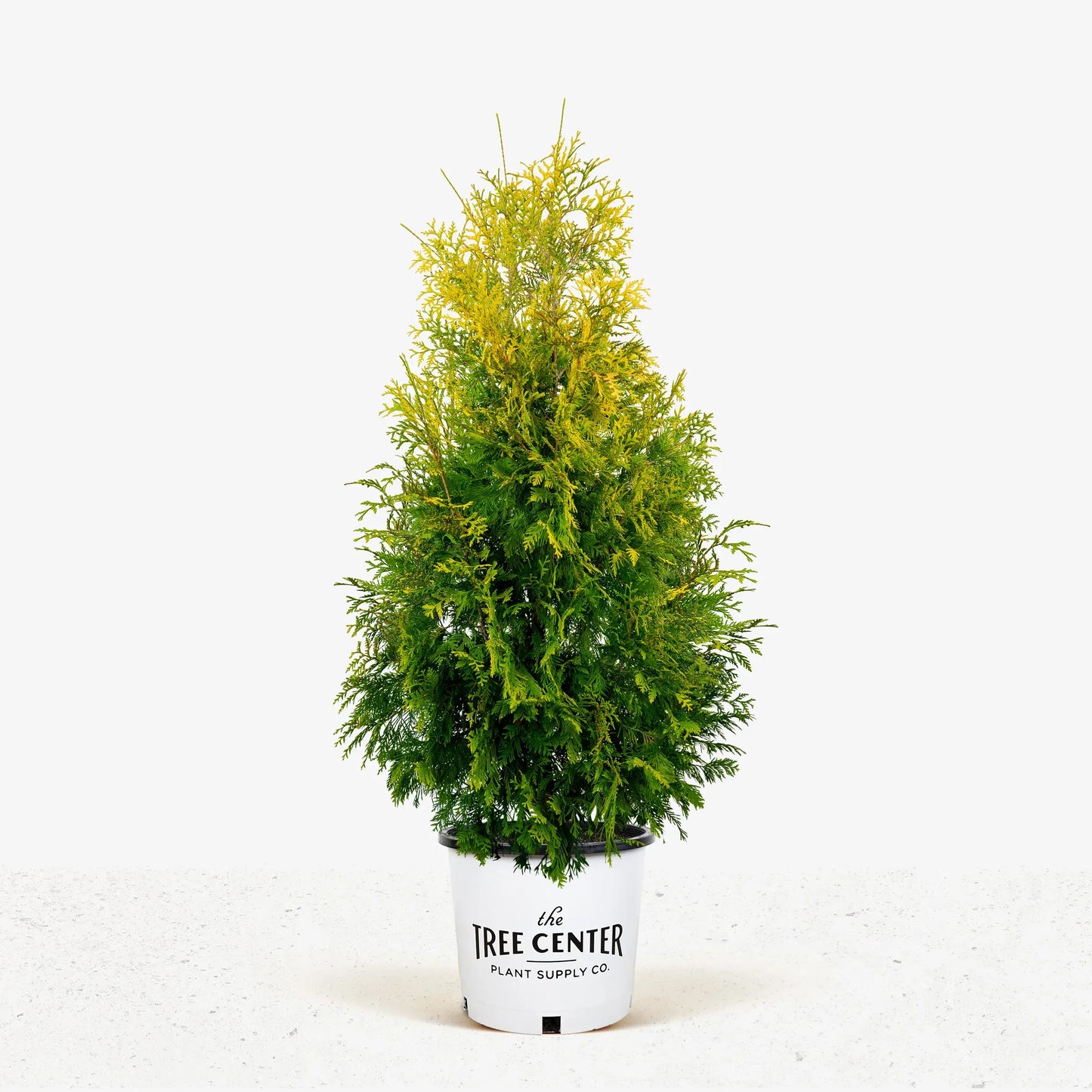 Thuja Occidentalis 'yellow Ribbon' - View 23 from www redcrocus com