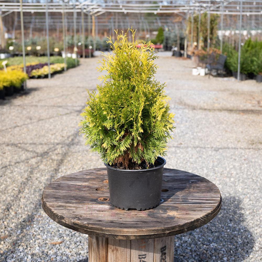 Thuja Occidentalis 'yellow Ribbon' - View 26 from www redcrocus com