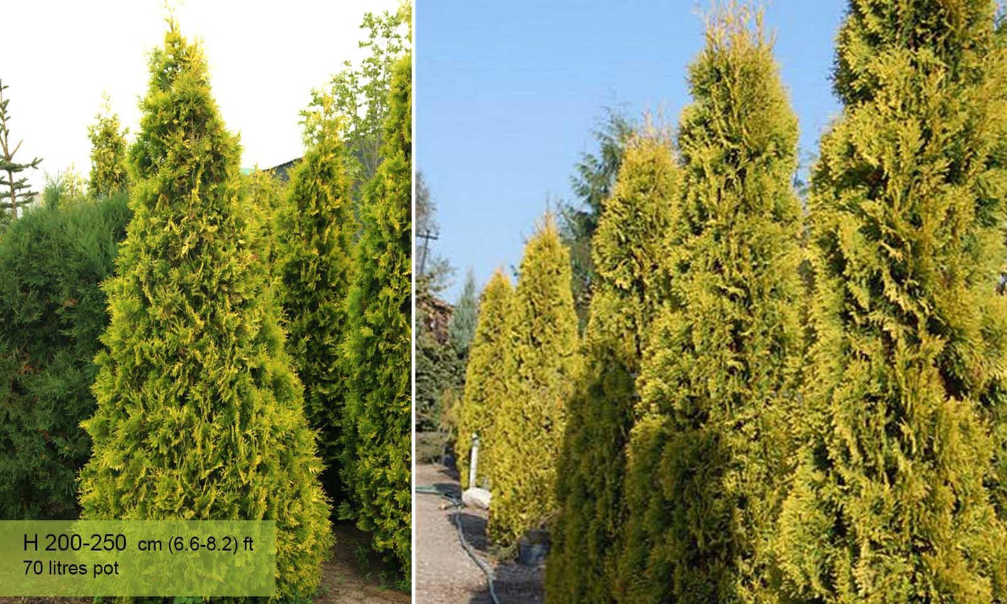 Thuja Occidentalis 'yellow Ribbon' - View 27 from www redcrocus com
