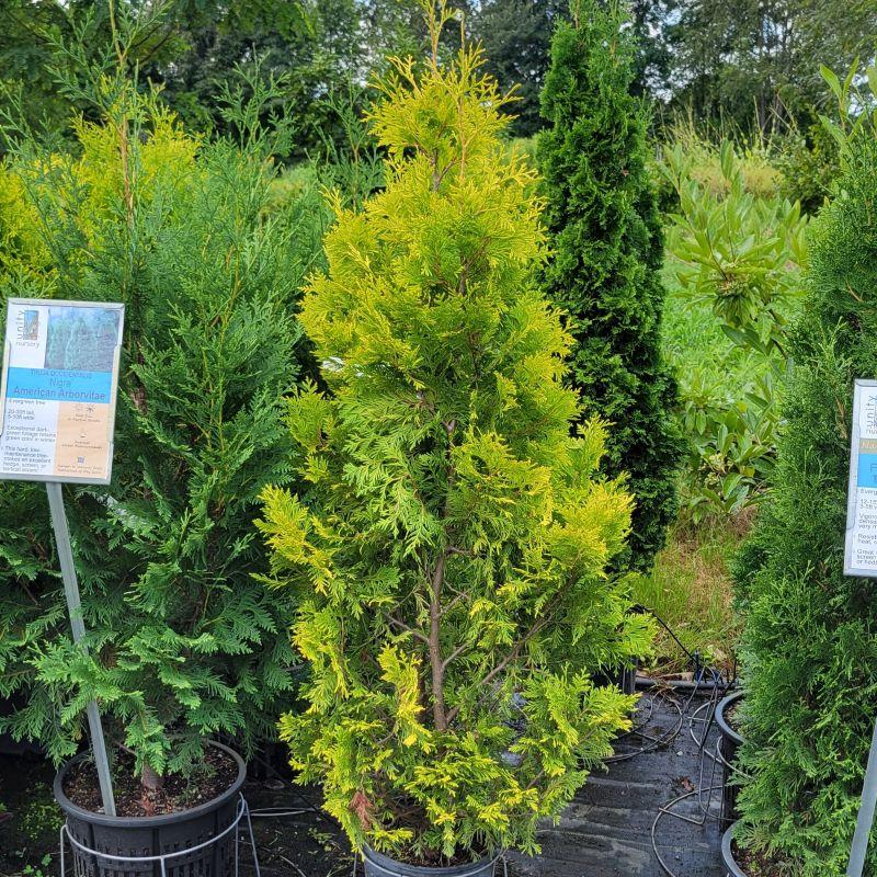 Thuja Occidentalis 'yellow Ribbon' - View 30 from www redcrocus com