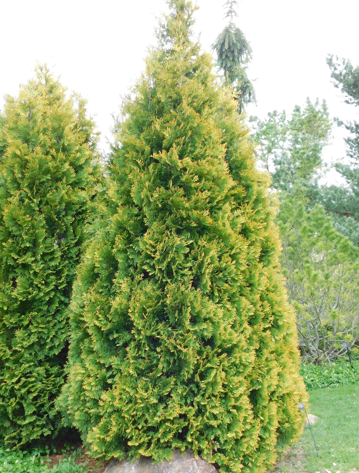 Thuja Occidentalis 'yellow Ribbon' - View 6 from www redcrocus com