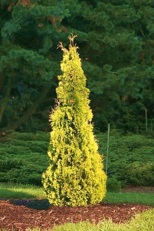 Thuja Occidentalis 'yellow Ribbon' - View 7 from www redcrocus com