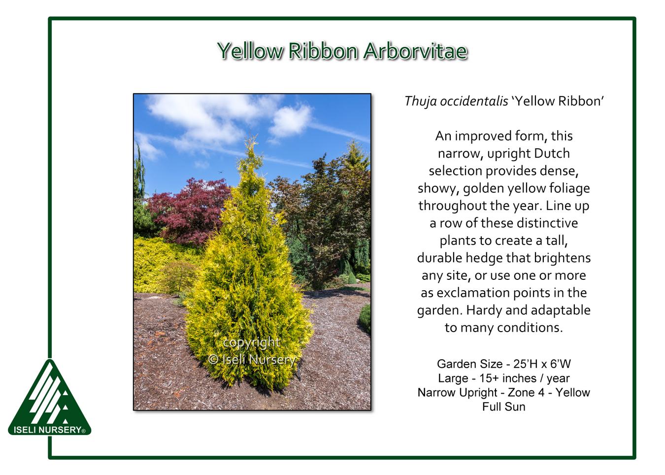 Thuja Occidentalis 'yellow Ribbon' - View 9 from www redcrocus com