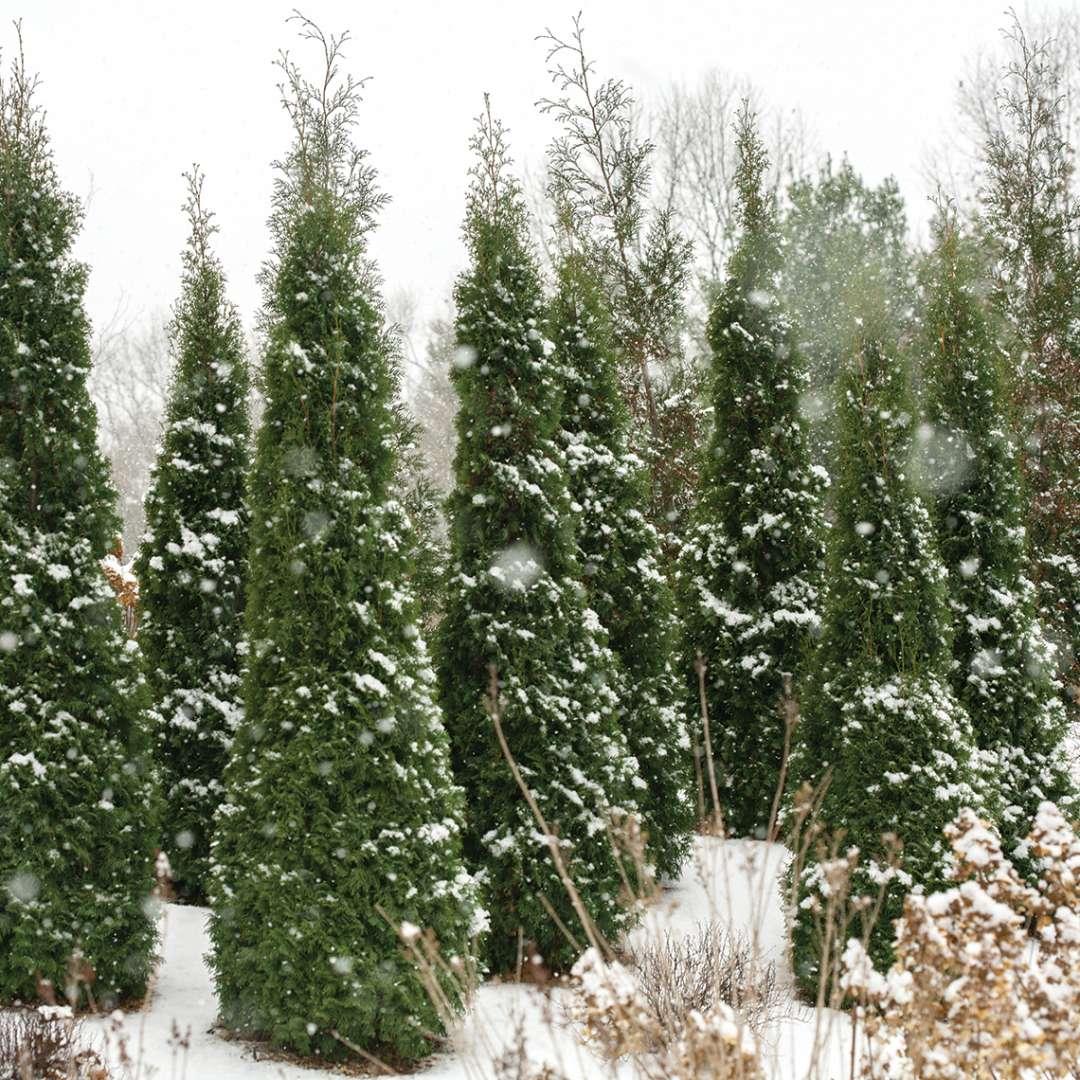 Thuja Occidentalis 'north Pole' - View 13 from www redcrocus com