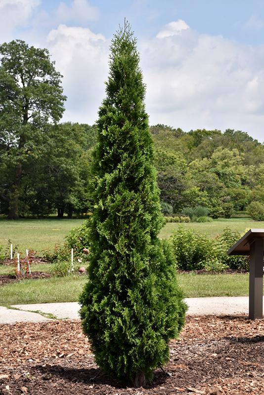 Thuja Occidentalis 'north Pole' - View 2 from www redcrocus com