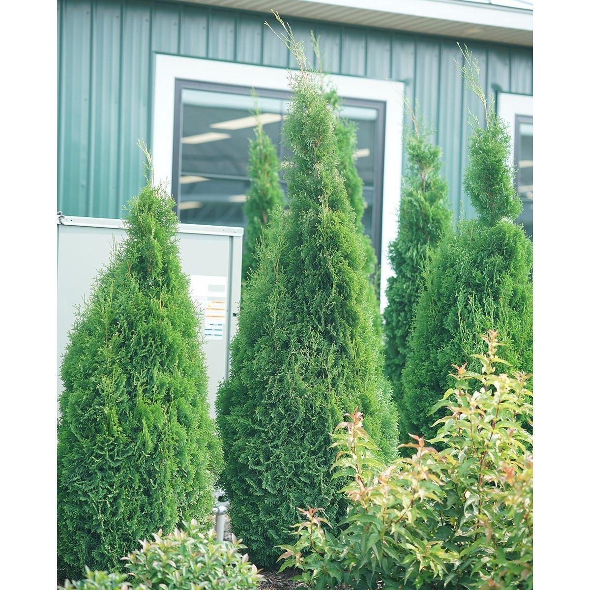 Thuja Occidentalis 'north Pole' - View 6 from www redcrocus com