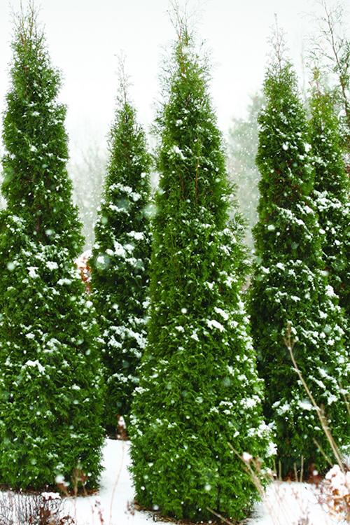 Thuja Occidentalis 'north Pole' - View 8 from www redcrocus com