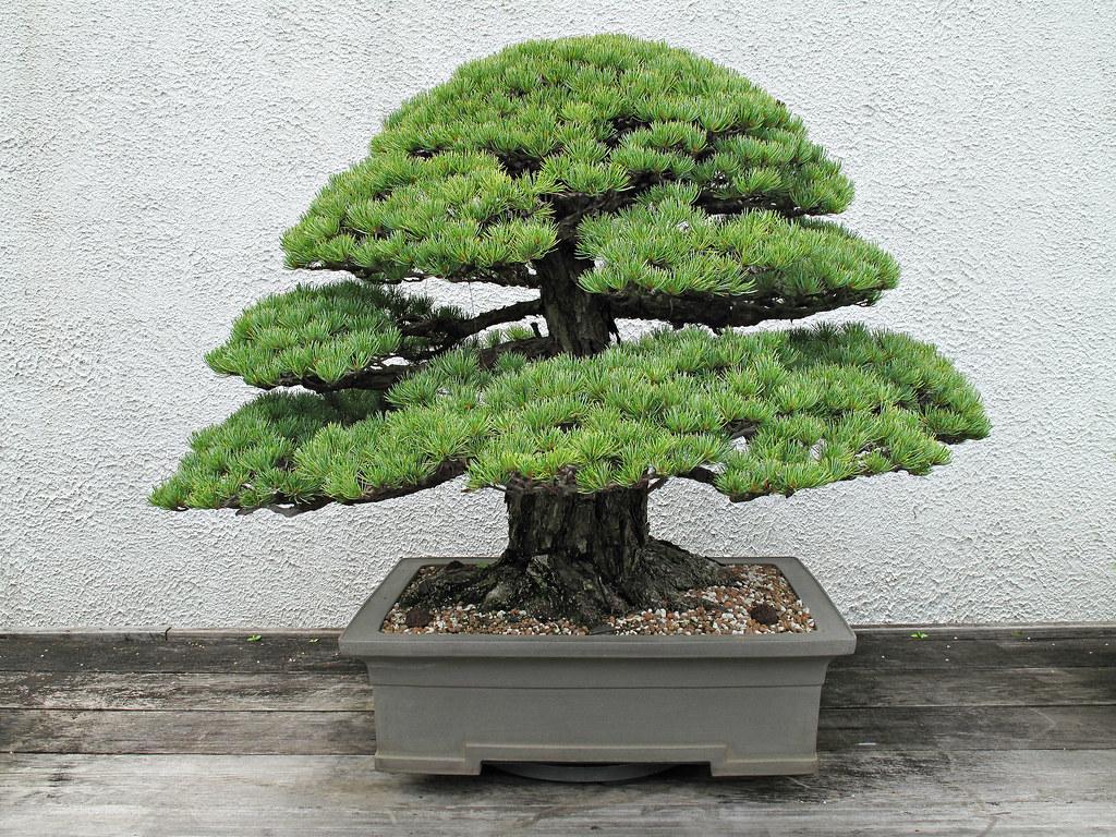 Pinus Parviflora 'miyajima' - View 11 from www redcrocus com