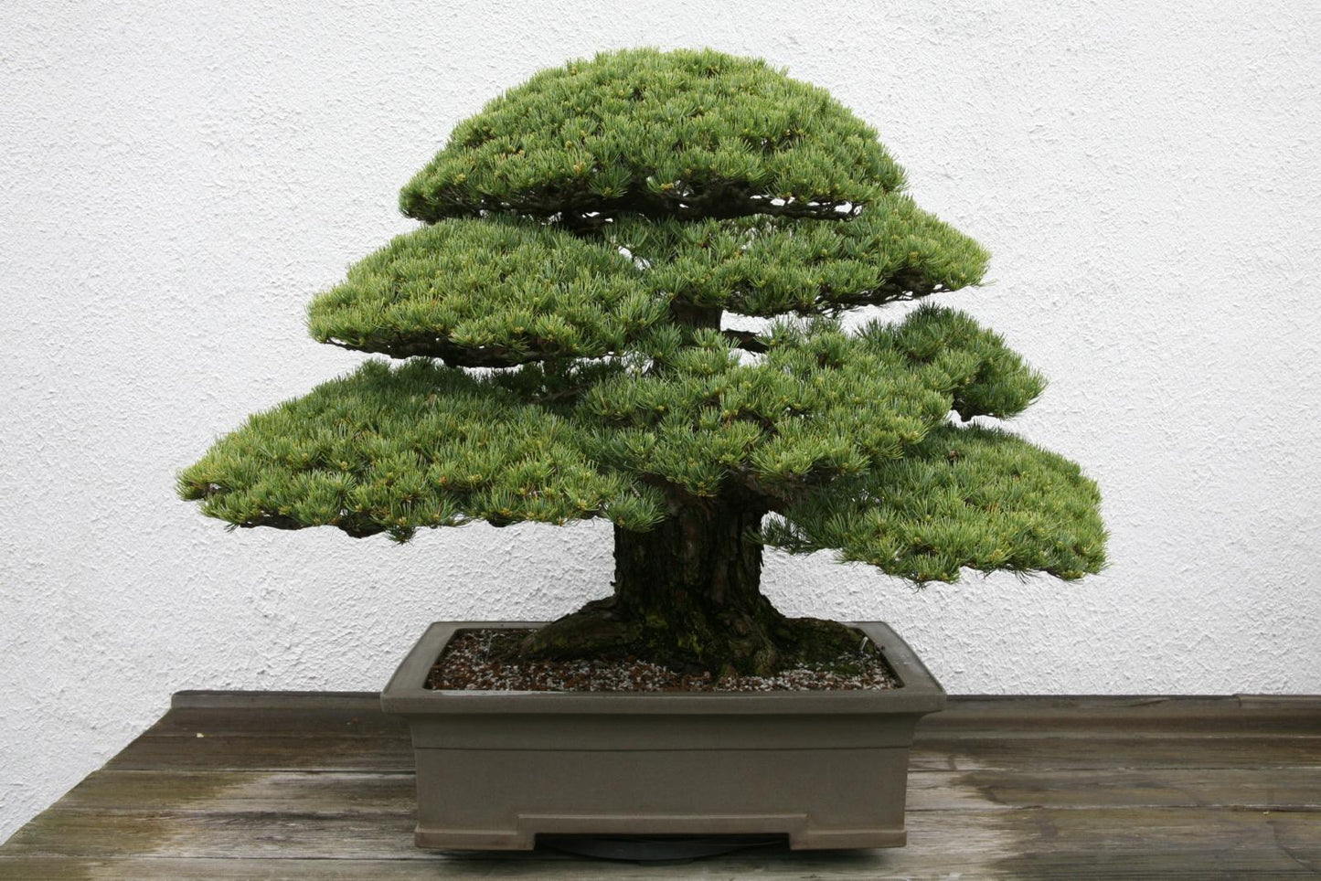 Pinus Parviflora 'miyajima' - View 14 from www redcrocus com