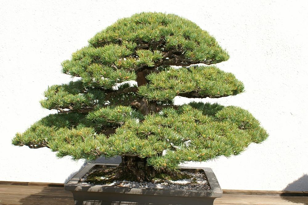 Pinus Parviflora 'miyajima' - View 15 from www redcrocus com
