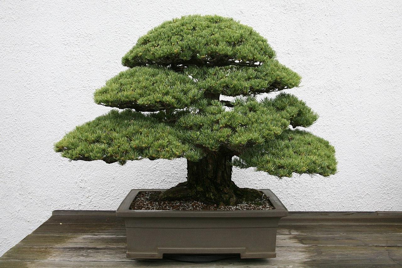 Pinus Parviflora 'miyajima' - View 16 from www redcrocus com