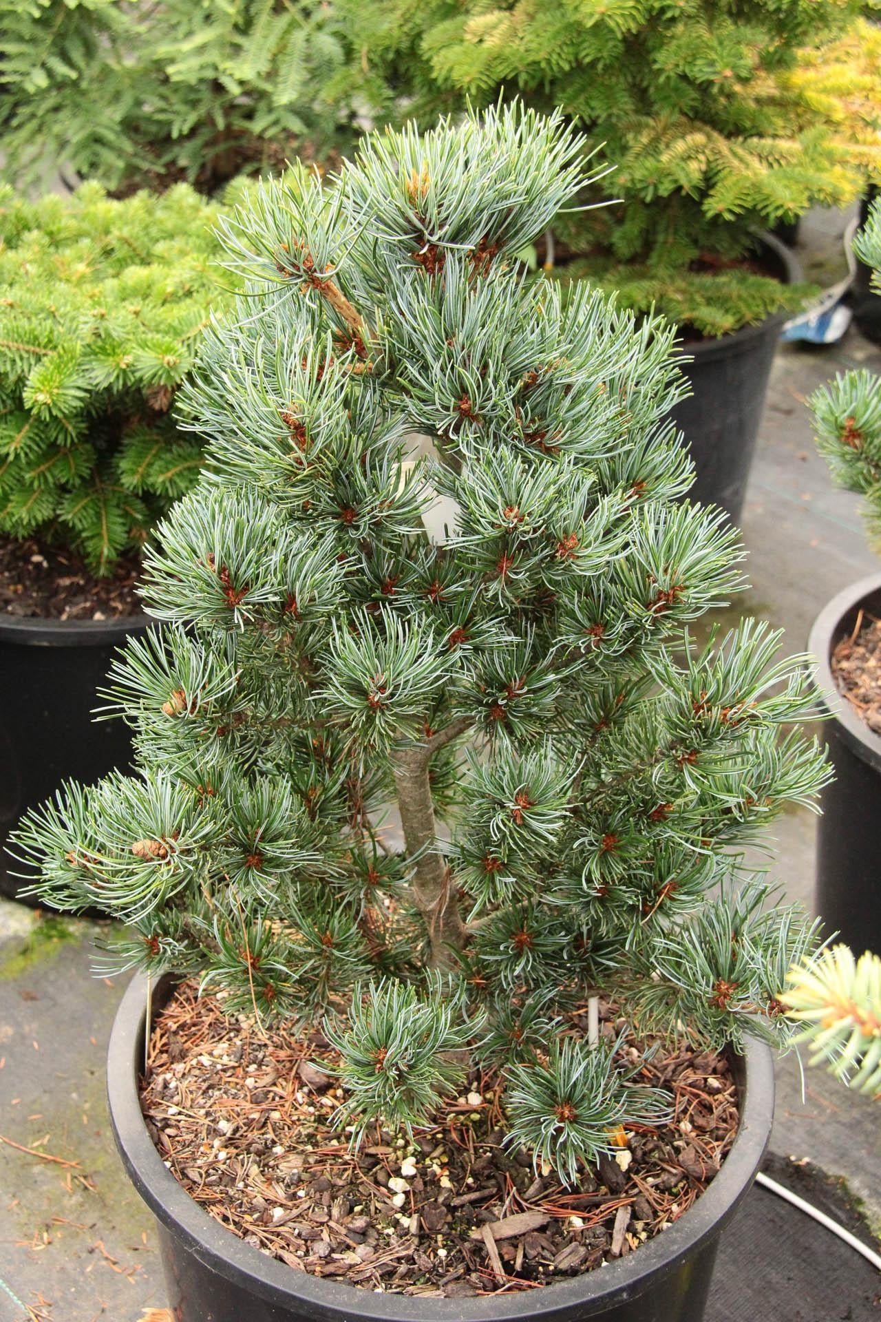 Pinus Parviflora 'miyajima' - View 1 from www redcrocus com