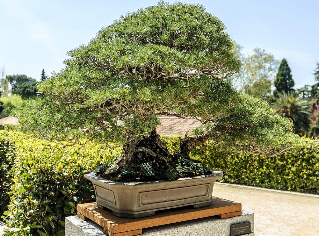 Pinus Parviflora 'miyajima' - View 20 from www redcrocus com