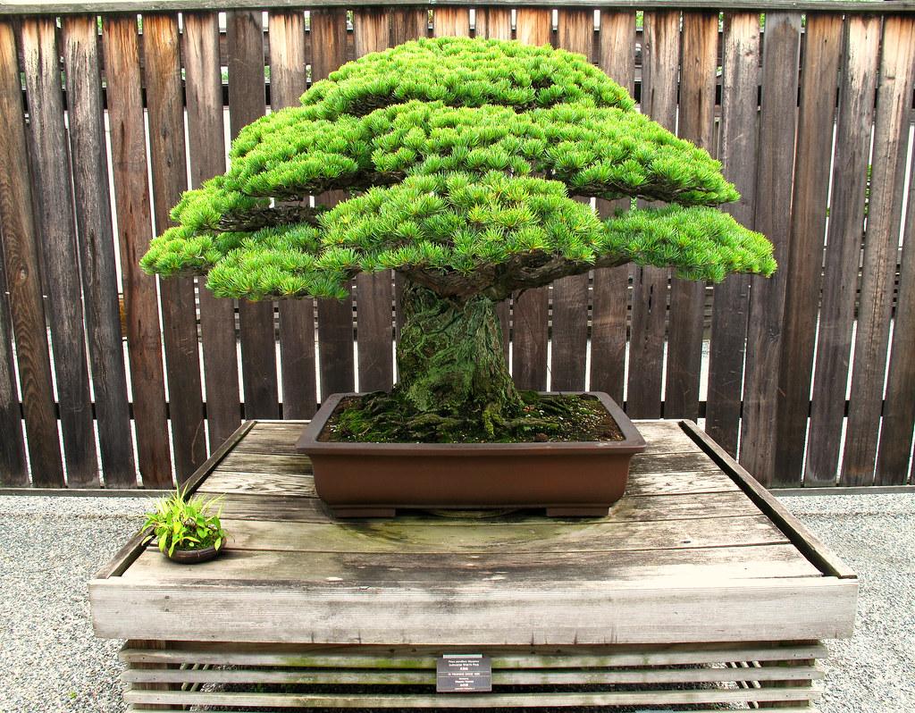 Pinus Parviflora 'miyajima' - View 21 from www redcrocus com