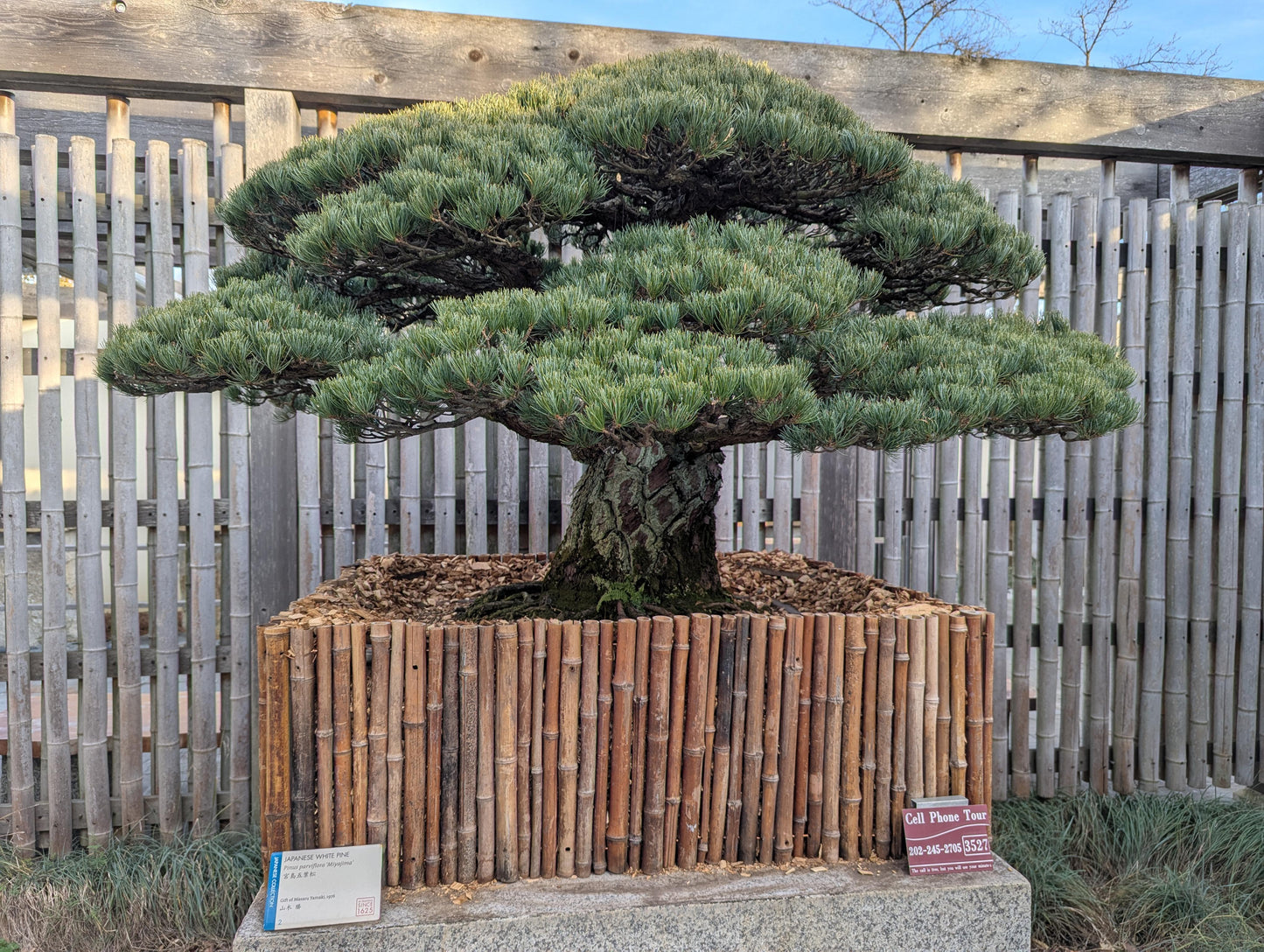 Pinus Parviflora 'miyajima' - View 22 from www redcrocus com