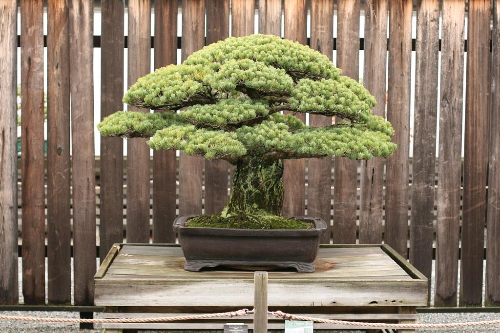 Pinus Parviflora 'miyajima' - View 24 from www redcrocus com