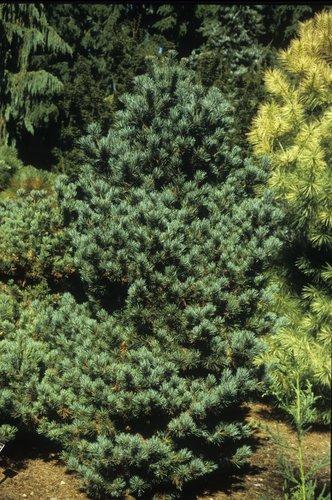 Pinus Parviflora 'miyajima' - View 2 from www redcrocus com