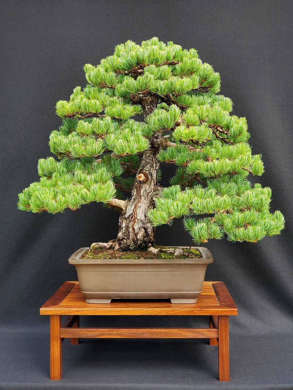 Pinus Parviflora 'miyajima' - View 4 from www redcrocus com