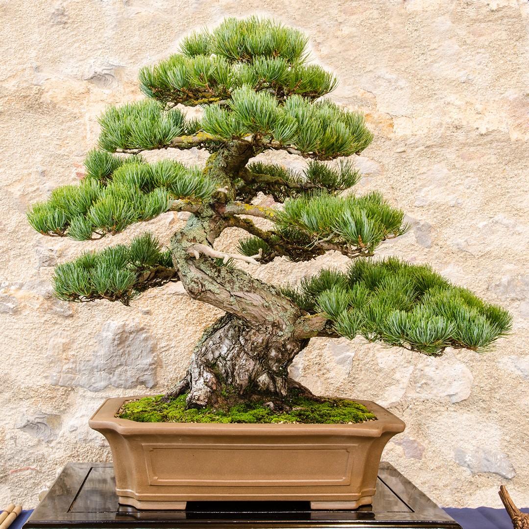 Pinus Parviflora 'miyajima' - View 6 from www redcrocus com