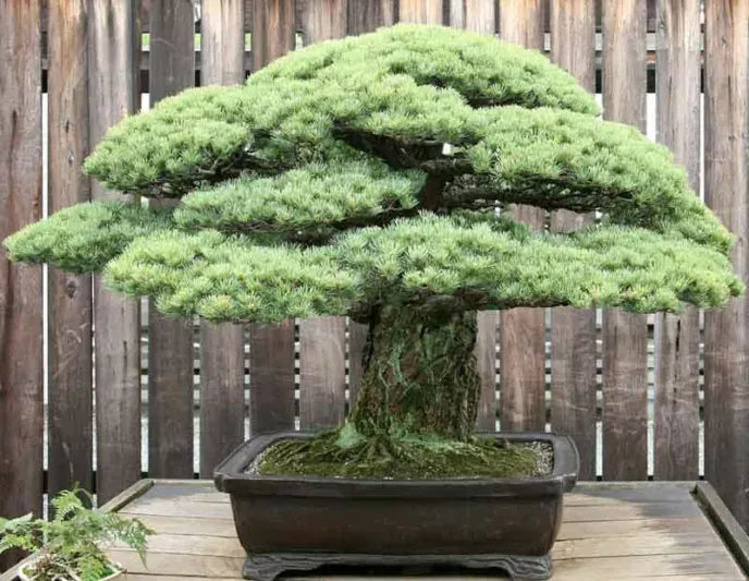Pinus Parviflora 'miyajima' - View 8 from www redcrocus com
