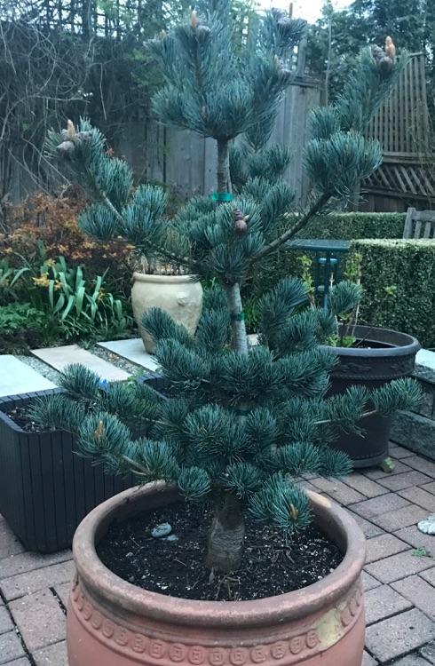 Pinus Parviflora 'miyajima' - View 9 from www redcrocus com