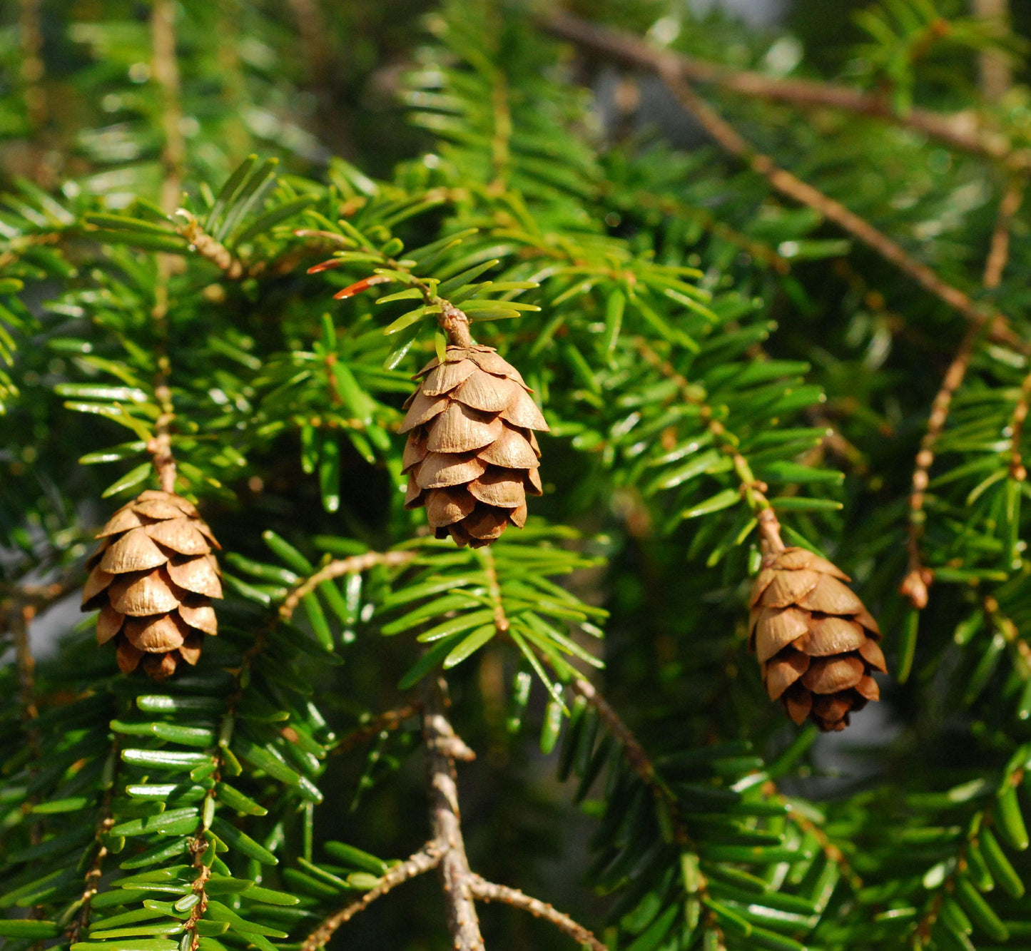 Tsuga Canadensis - View 10 from www redcrocus com
