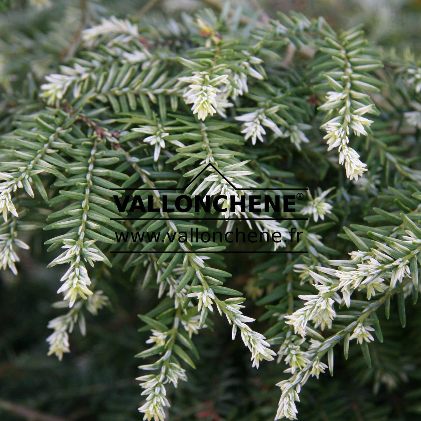 Tsuga Canadensis - View 20 from www redcrocus com