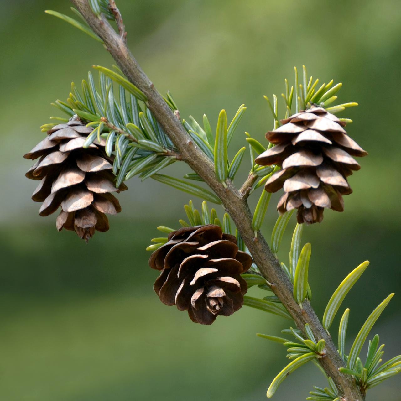 Tsuga Canadensis - View 6 from www redcrocus com