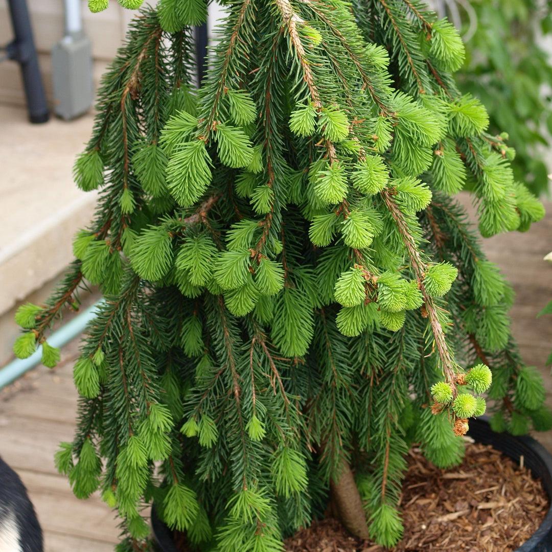 Picea Abies Pendula - View 17 from www redcrocus com