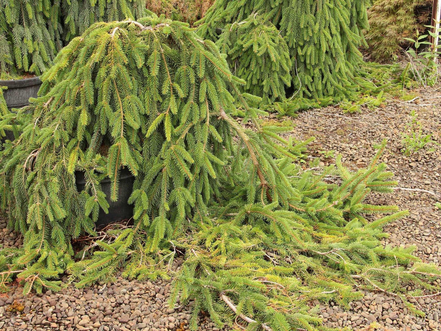 Picea Abies Pendula - View 6 from www redcrocus com