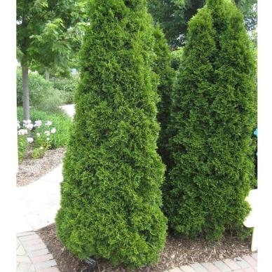 Thuja Occidentalis Emerald Green Butterfly - View 11 from www redcrocus com