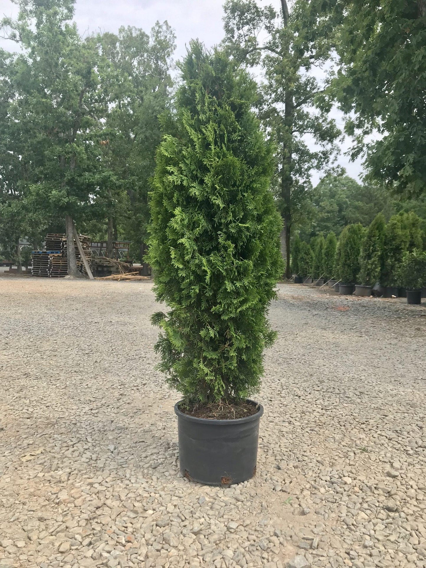 Thuja Occidentalis Emerald Green Butterfly - View 13 from www redcrocus com
