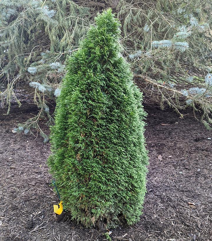 Thuja Occidentalis Emerald Green Butterfly - View 15 from www redcrocus com