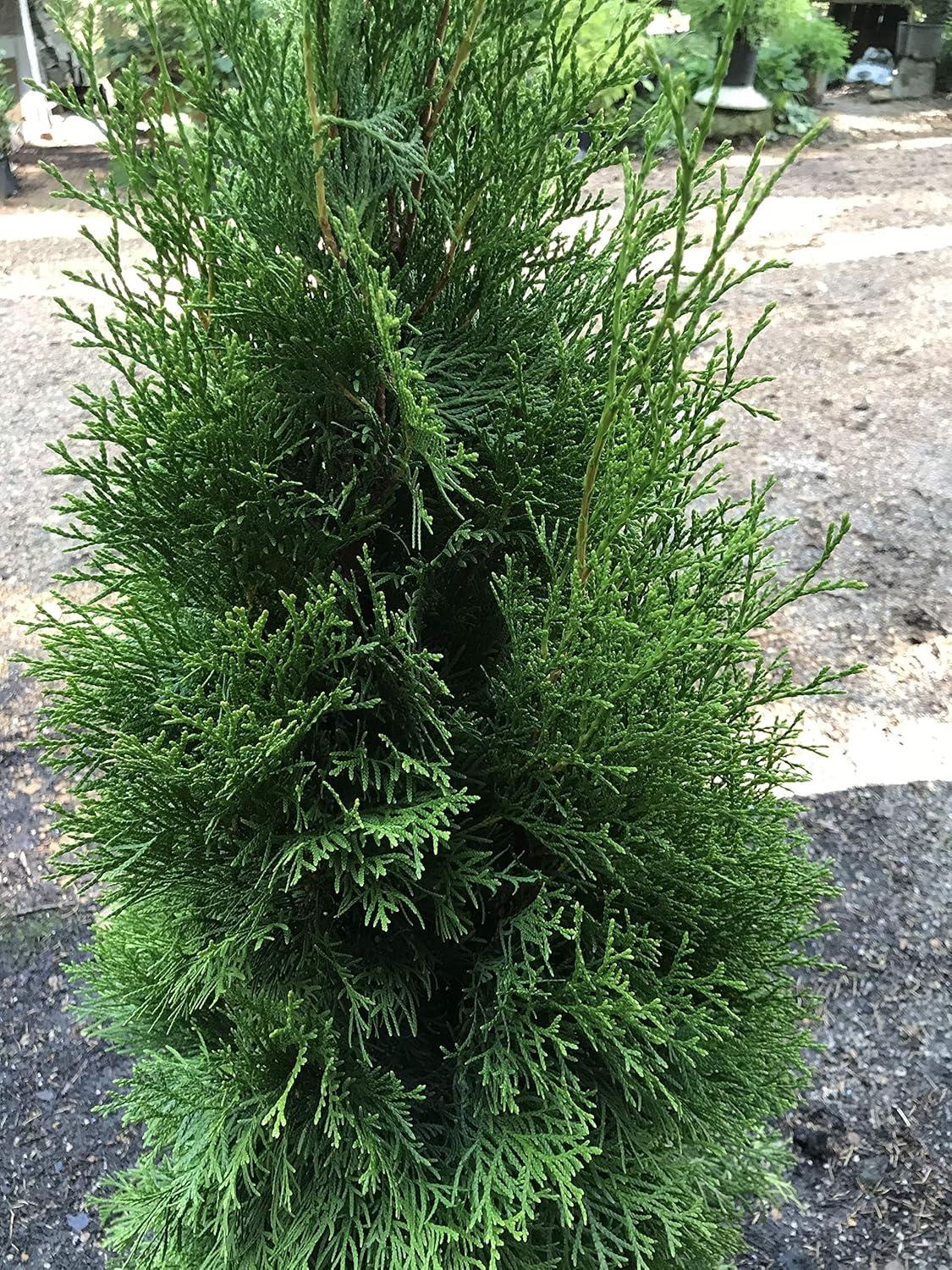 Thuja Occidentalis Emerald Green Butterfly - View 16 from www redcrocus com