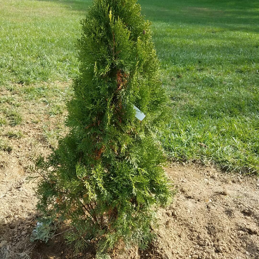 Thuja Occidentalis Emerald Green Butterfly - View 19 from www redcrocus com