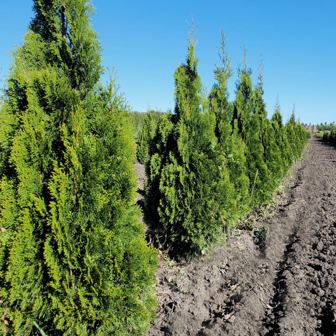 Thuja Occidentalis Emerald Green Butterfly - View 5 from www redcrocus com
