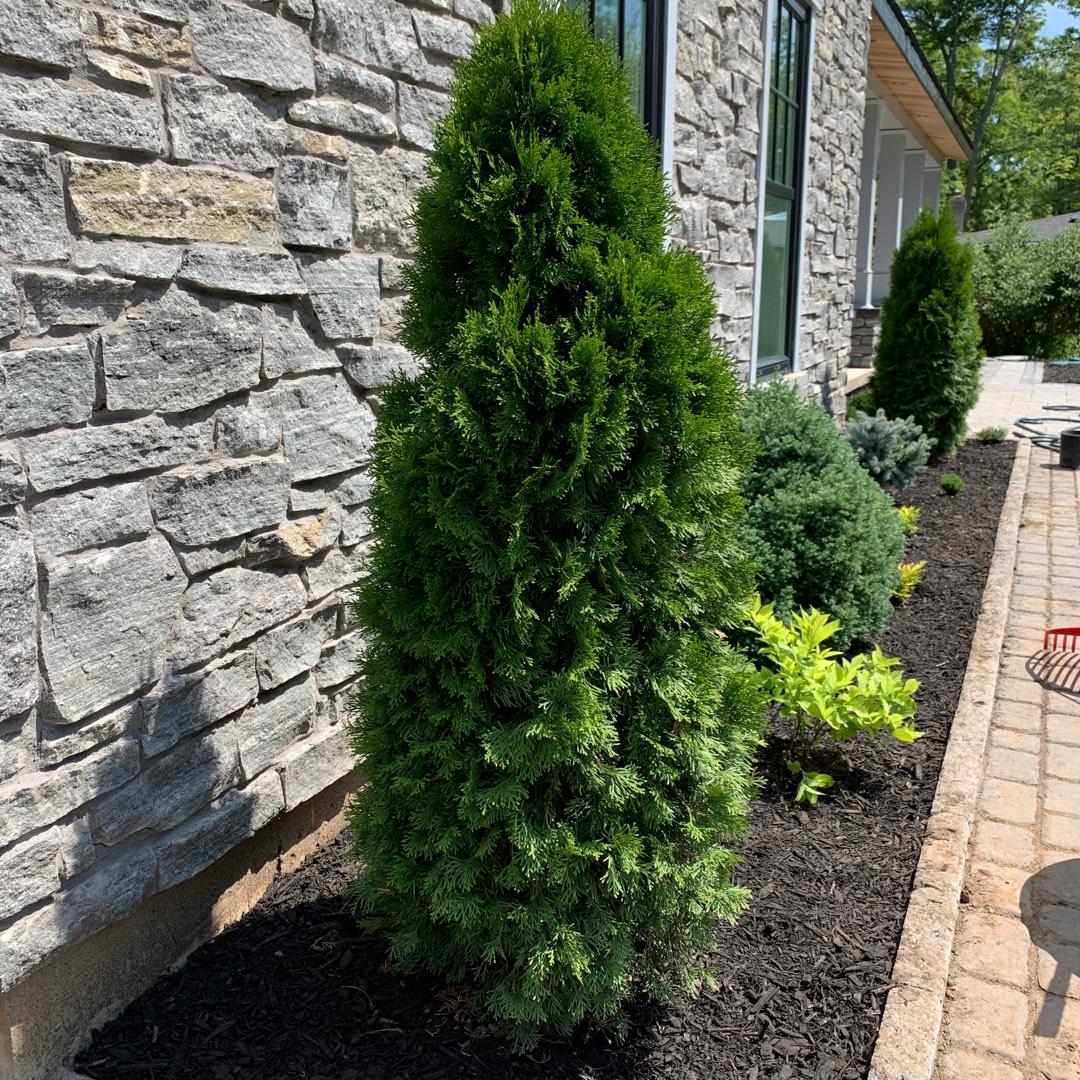 Thuja Occidentalis Emerald Green Butterfly - View 6 from www redcrocus com