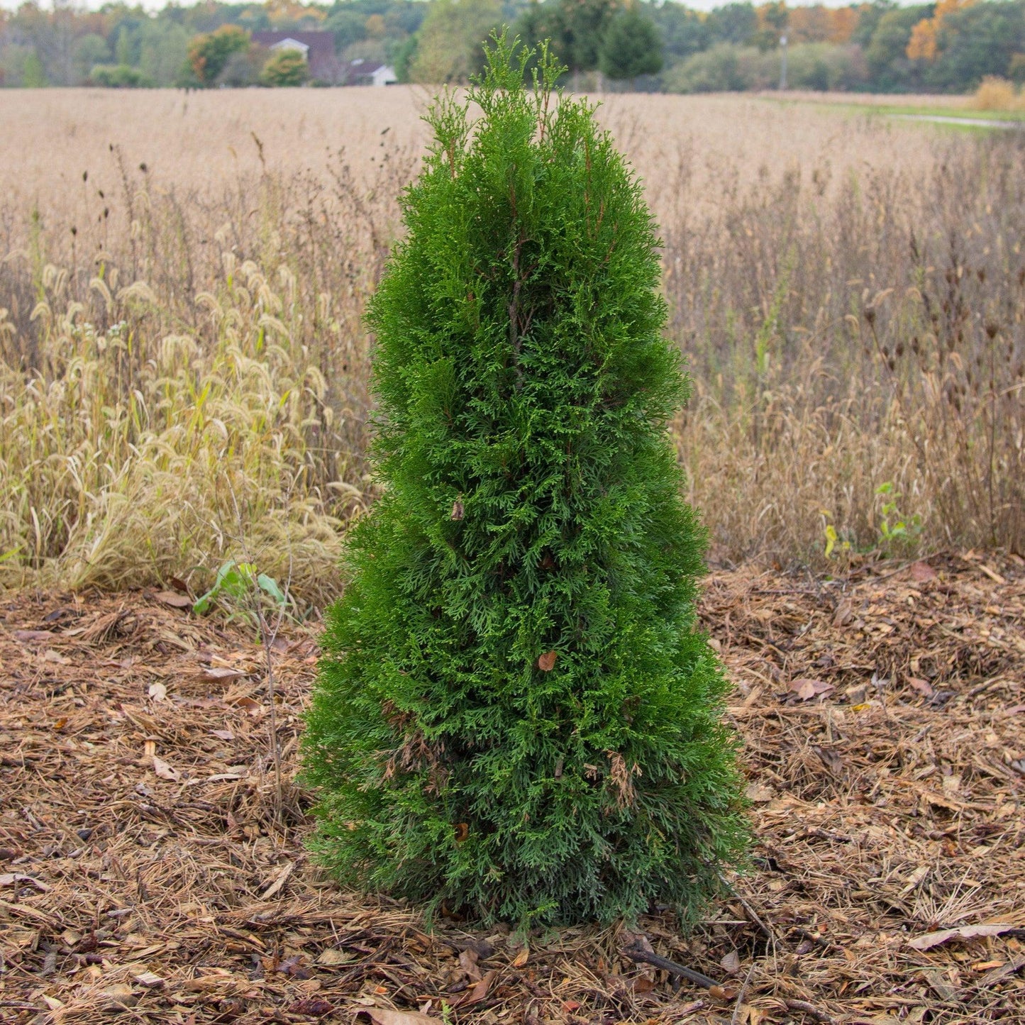 Thuja Occidentalis Emerald Green Butterfly - View 8 from www redcrocus com