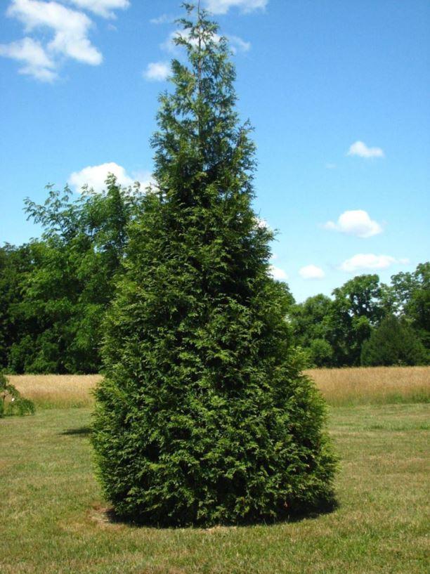 Thuja Plicata 'spring Grove' - View 10 from www redcrocus com