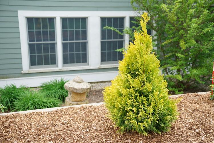 Thuja Plicata 'spring Grove' - View 12 from www redcrocus com
