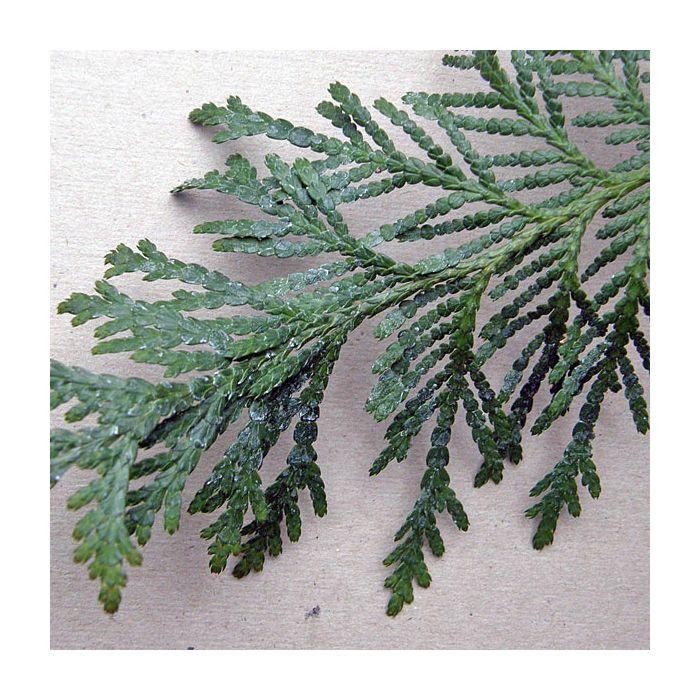 Thuja Plicata 'spring Grove' - View 13 from www redcrocus com